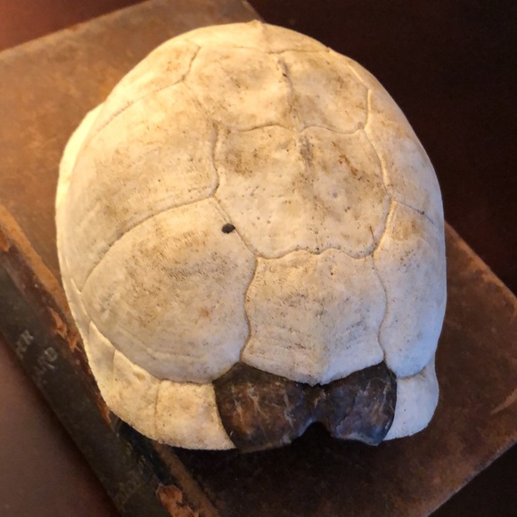 Box Turtle Shell Found In Nature - Picture 5 of 7